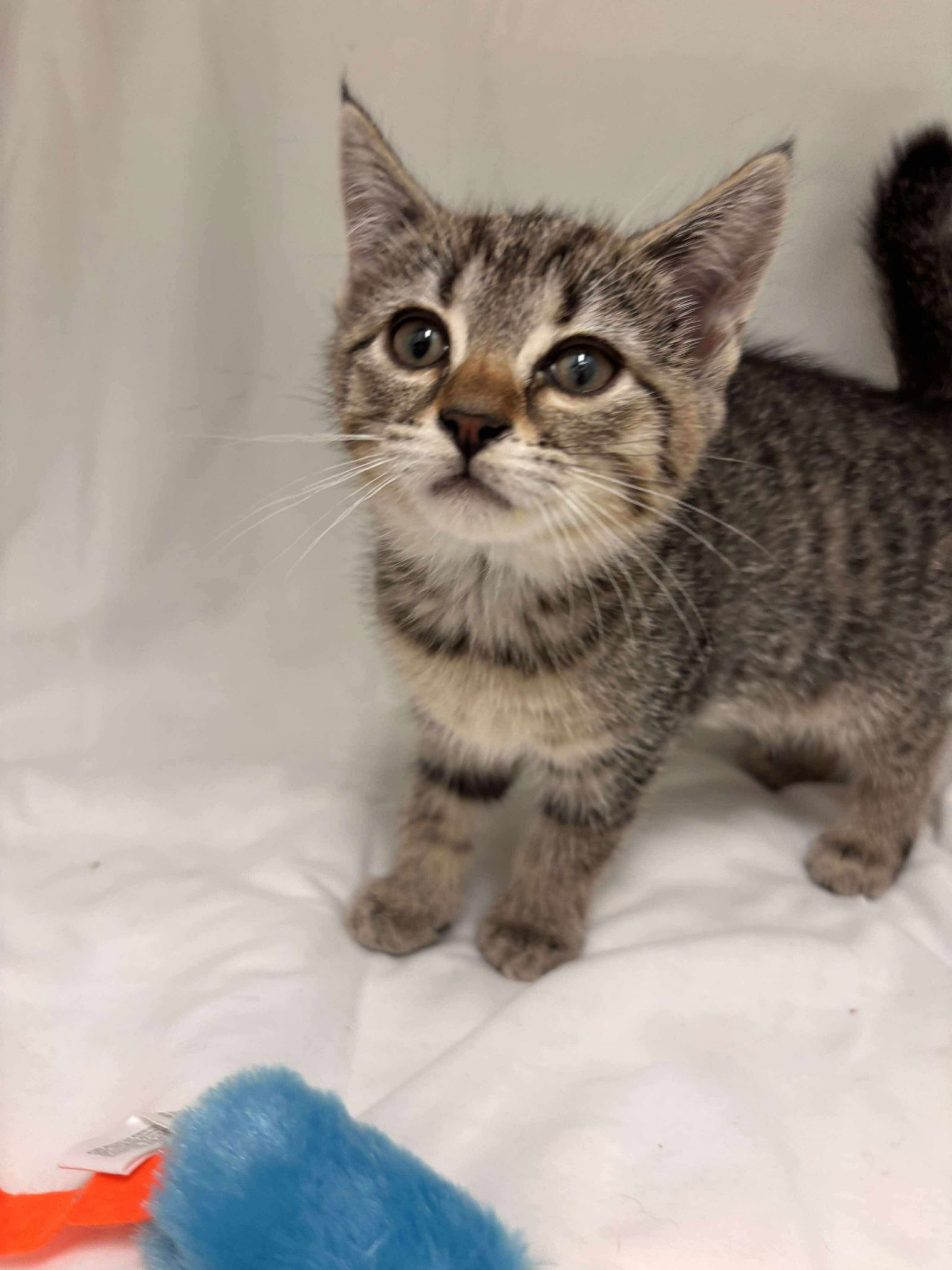 adoptable Cat in Rustburg, VA named Minnie - Not at shelter (Catherine)