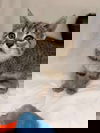 adoptable Cat in Rustburg, VA named Minnie - Not at shelter (Catherine)