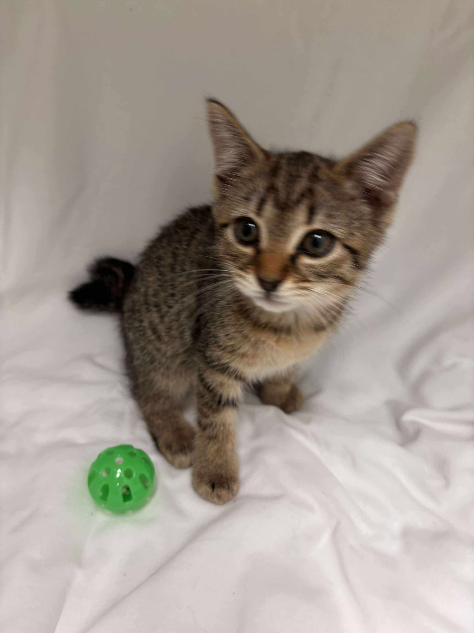 adoptable Cat in Rustburg, VA named Shirley Temple - Not at shelter (Catherine)