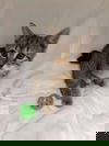 adoptable Cat in Rustburg, VA named Shirley Temple - Not at shelter (Catherine)