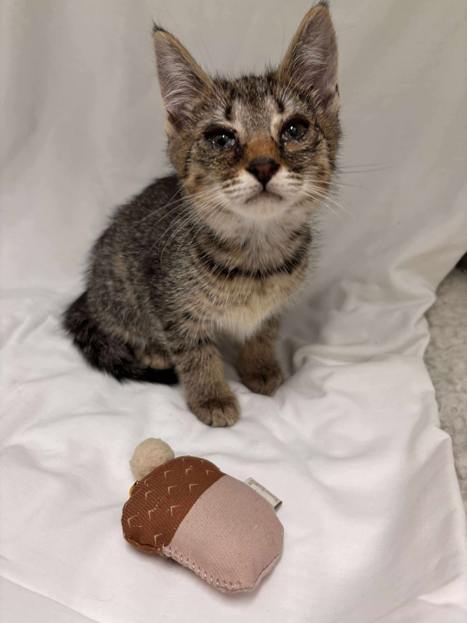 adoptable Cat in Rustburg, VA named Aurora - Not at shelter (Catherine)