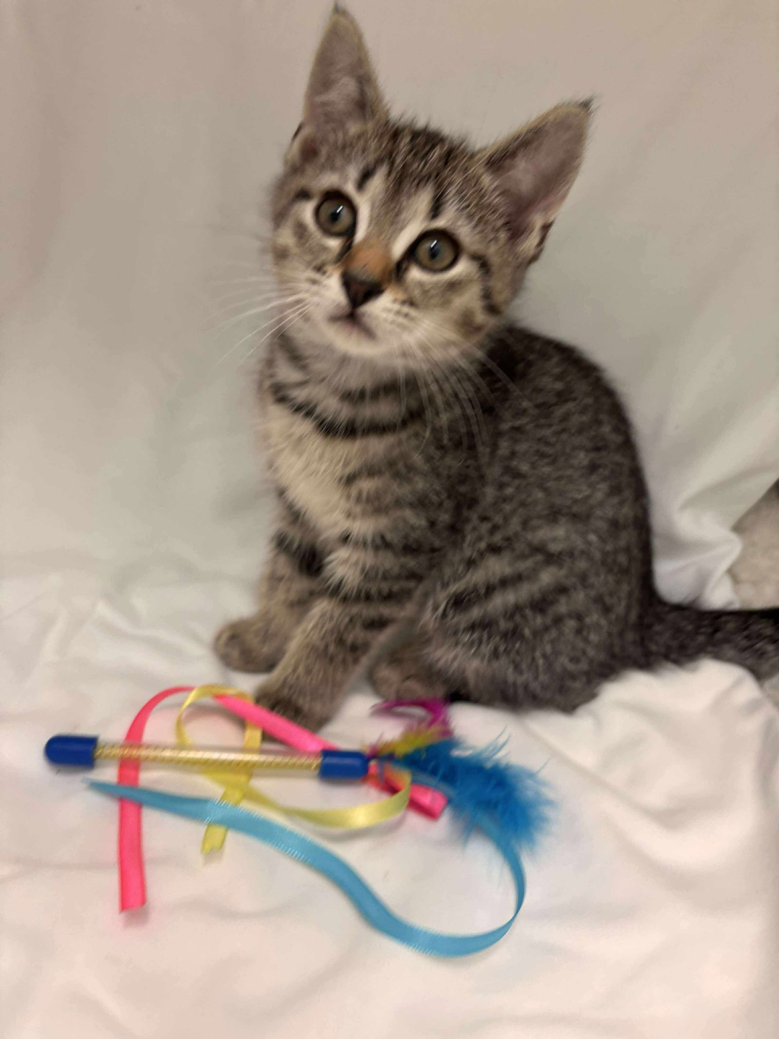 adoptable Cat in Rustburg, VA named Streamers - Not at shelter (Catherine)