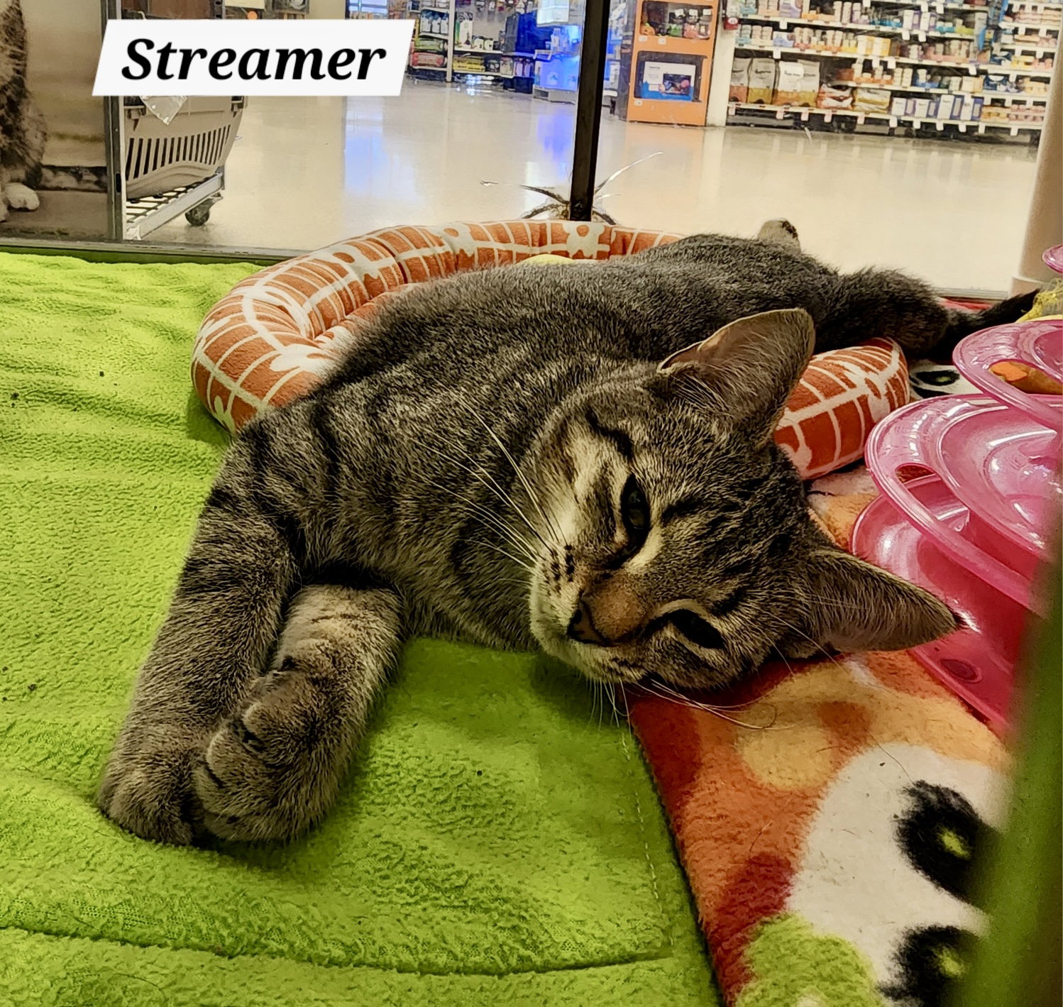 Streamers: Not at shelter (Catherine)