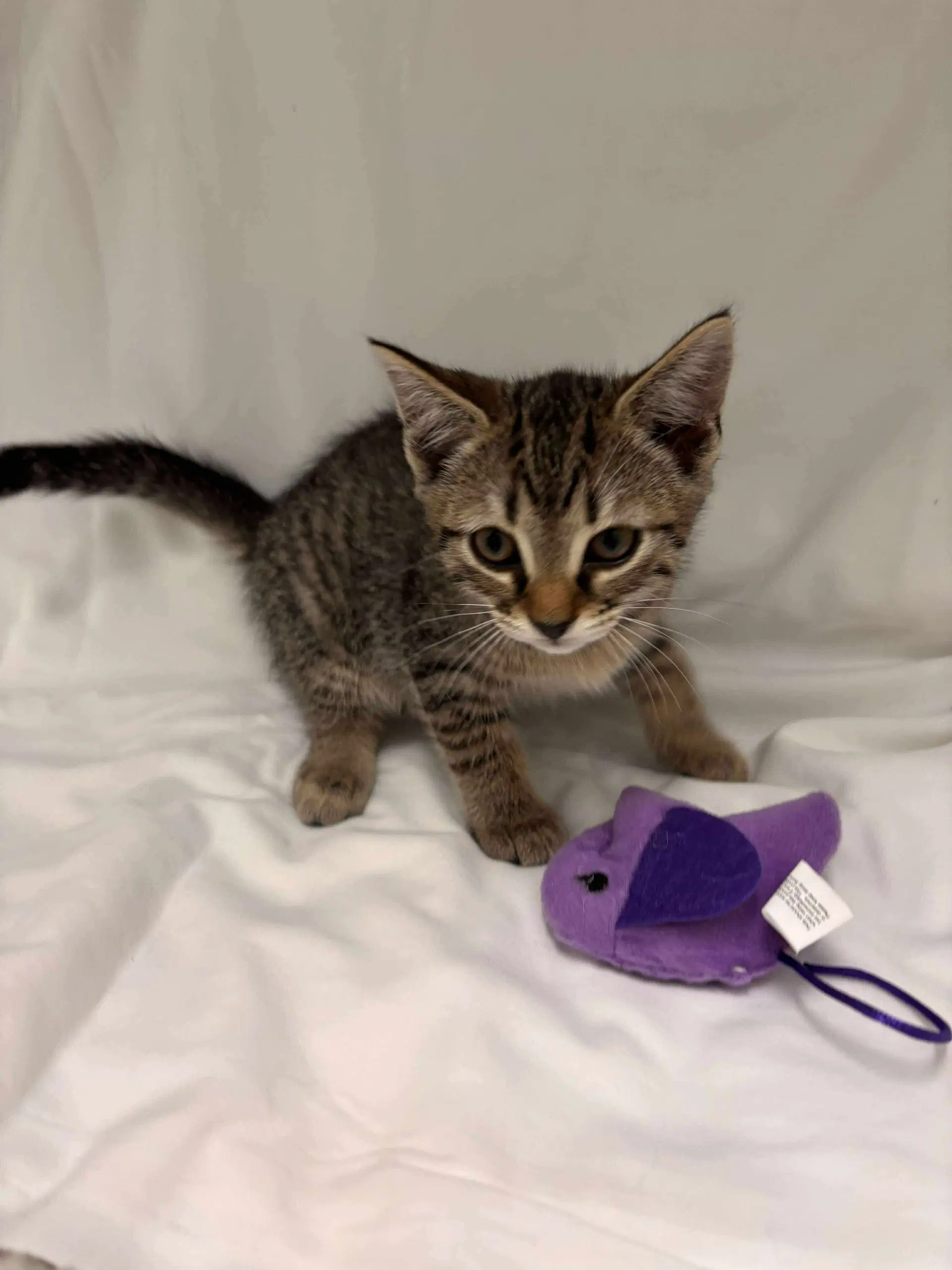 Ellie Not At Shelter Catherine image 3