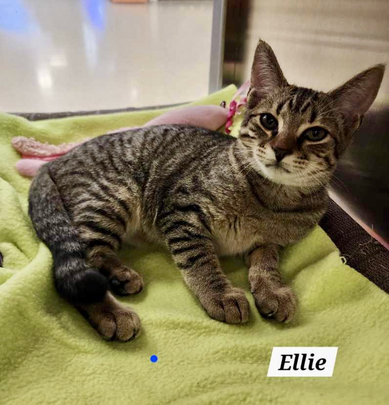 Ellie: Not at shelter (Catherine)