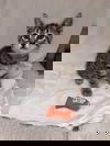 adoptable Cat in Rustburg, VA named Peanuts - Not at shelter (Catherine)