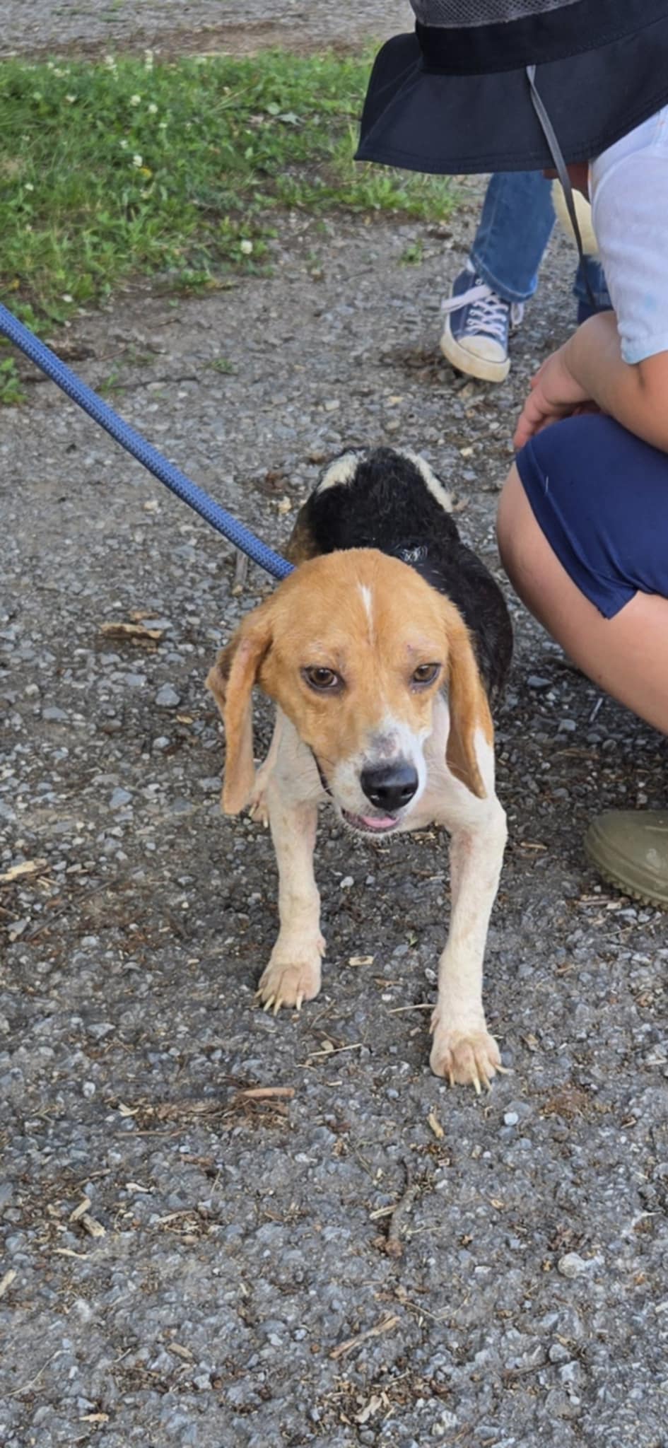 adoptable Dog in Rustburg, VA named Brandy Belle: Not at the shelter (Kendra)