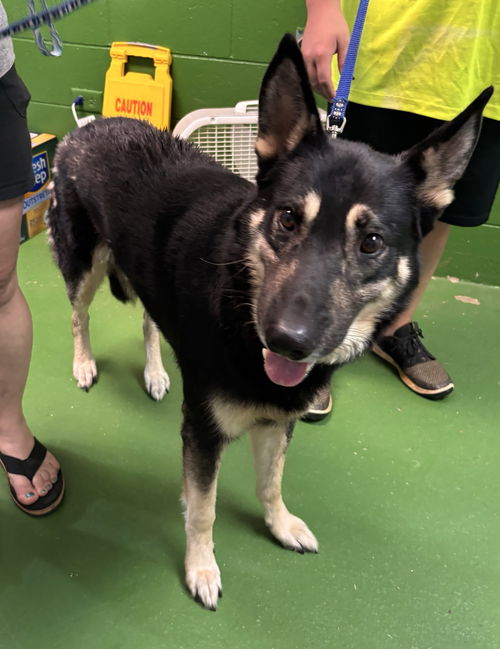 Chip: at the shelter