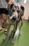 adoptable Dog in  named Rufus: Not at shelter (Dora)