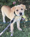 adoptable Dog in Rustburg, VA named Spree: not at the shelter (Stacey)