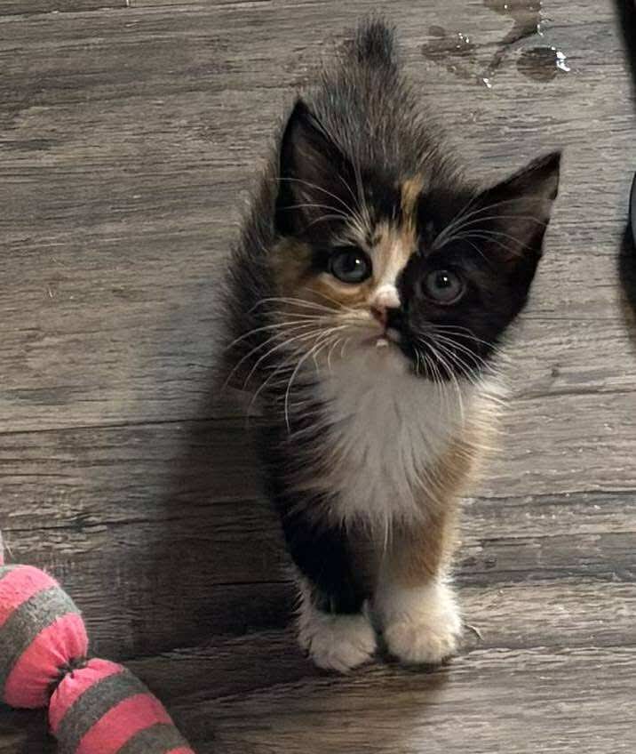 adoptable Cat in Rustburg, VA named Arabella: Not at shelter (Kristy)