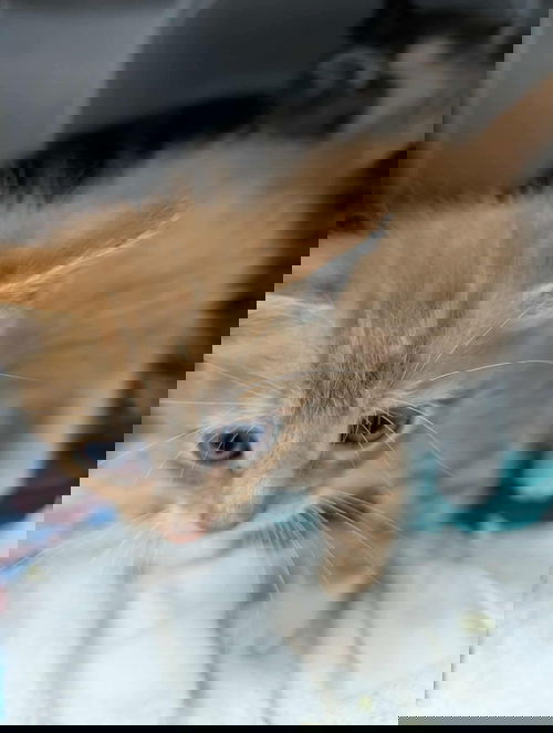 Zeke - At shelter