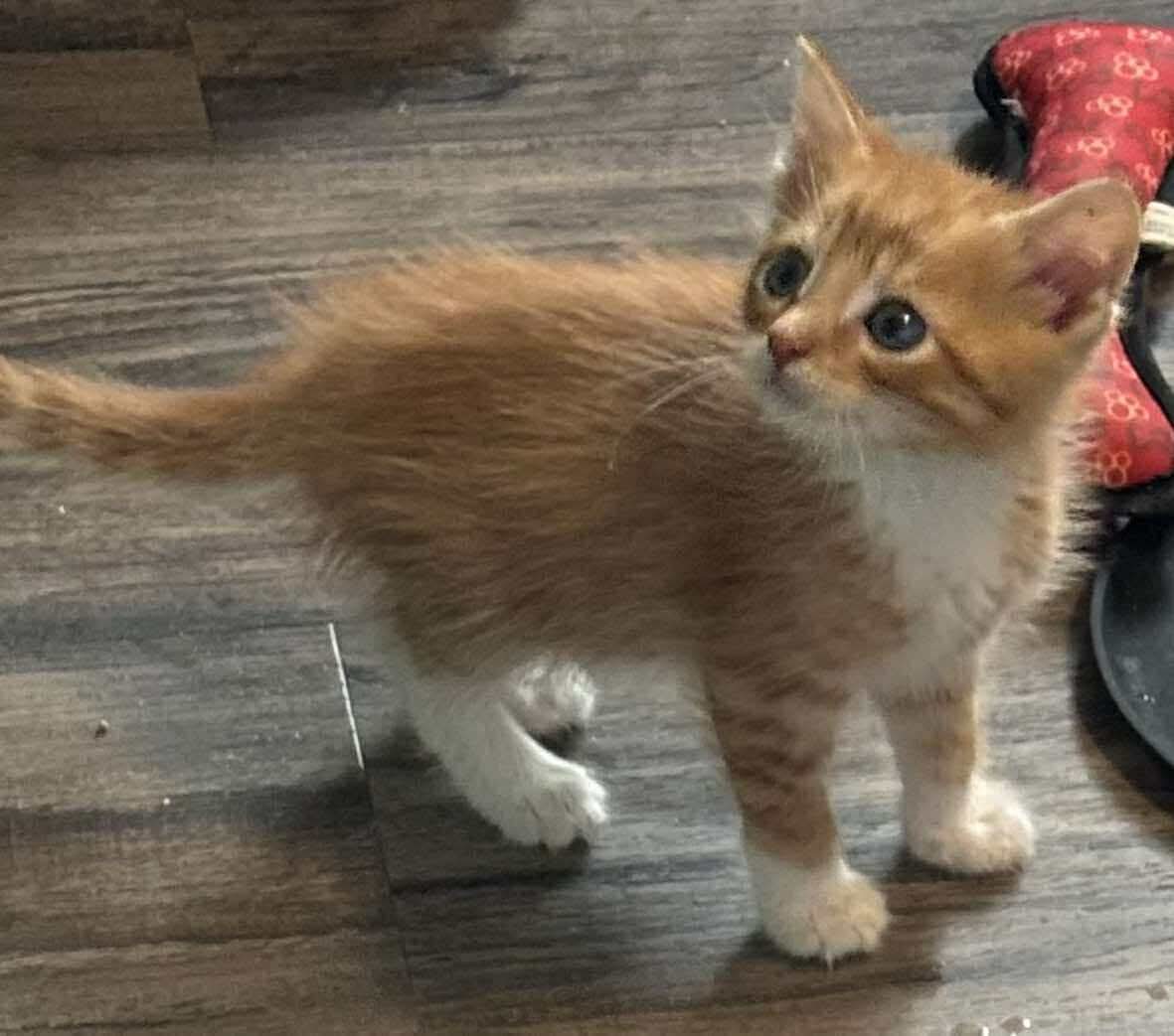 adoptable Cat in Rustburg, VA named Zeke: Not at shelter (Kristy)