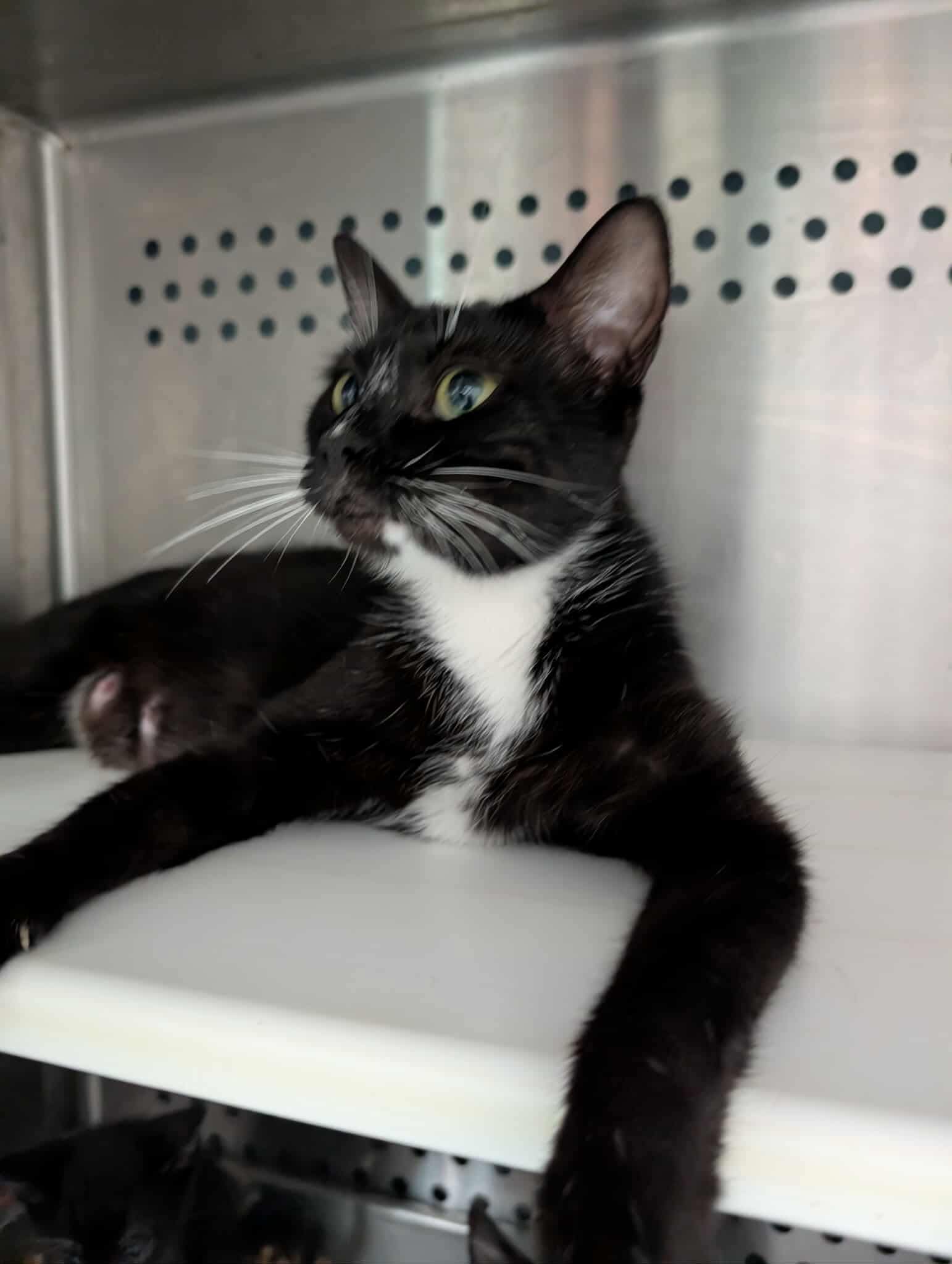 adoptable Cat in Rustburg, VA named Saturn - At shelter