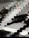 adoptable Cat in Rustburg, VA named Saturn - At shelter