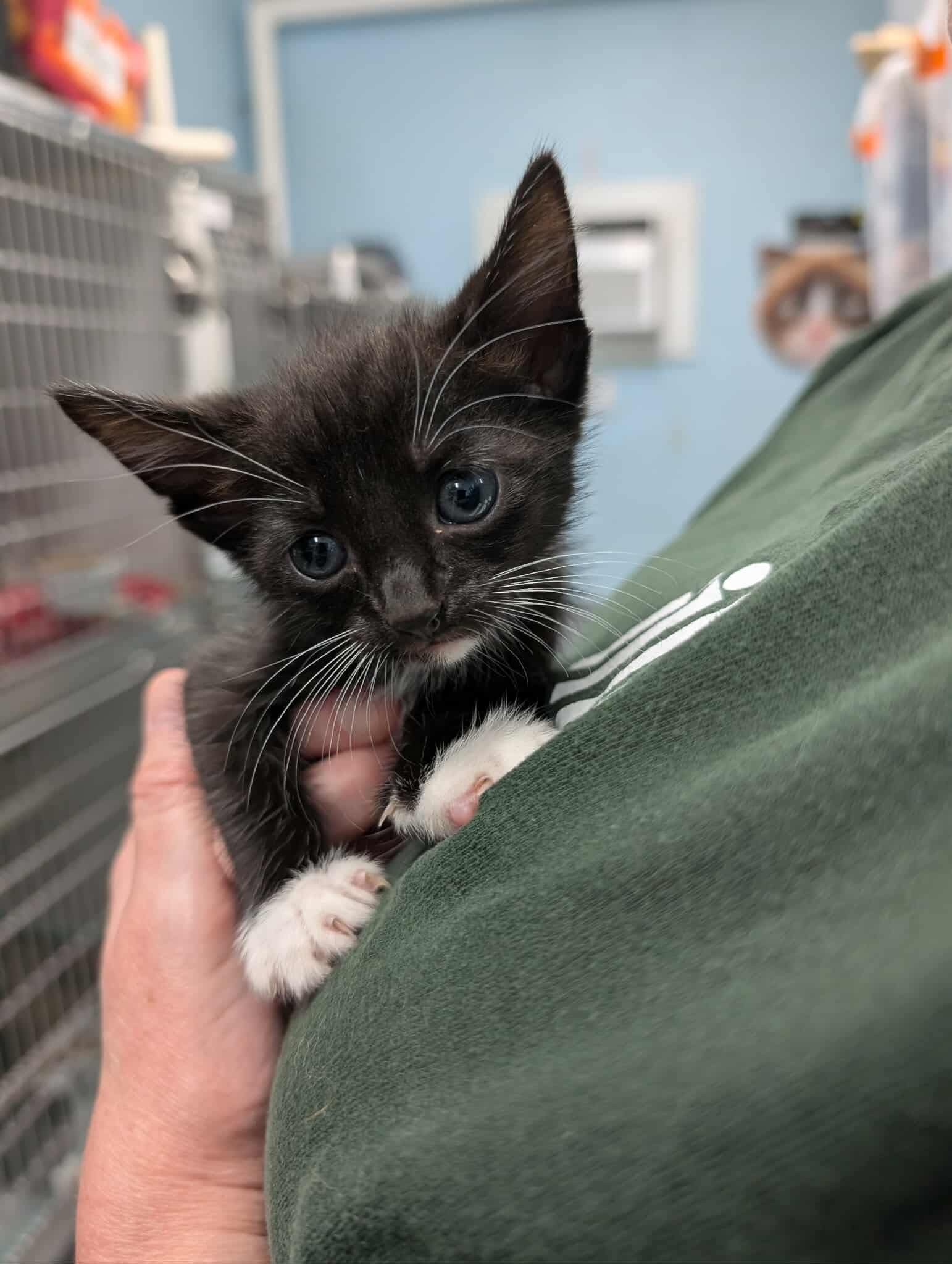 adoptable Cat in Rustburg, VA named Mercury - At shelter