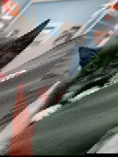 Mercury - At shelter
