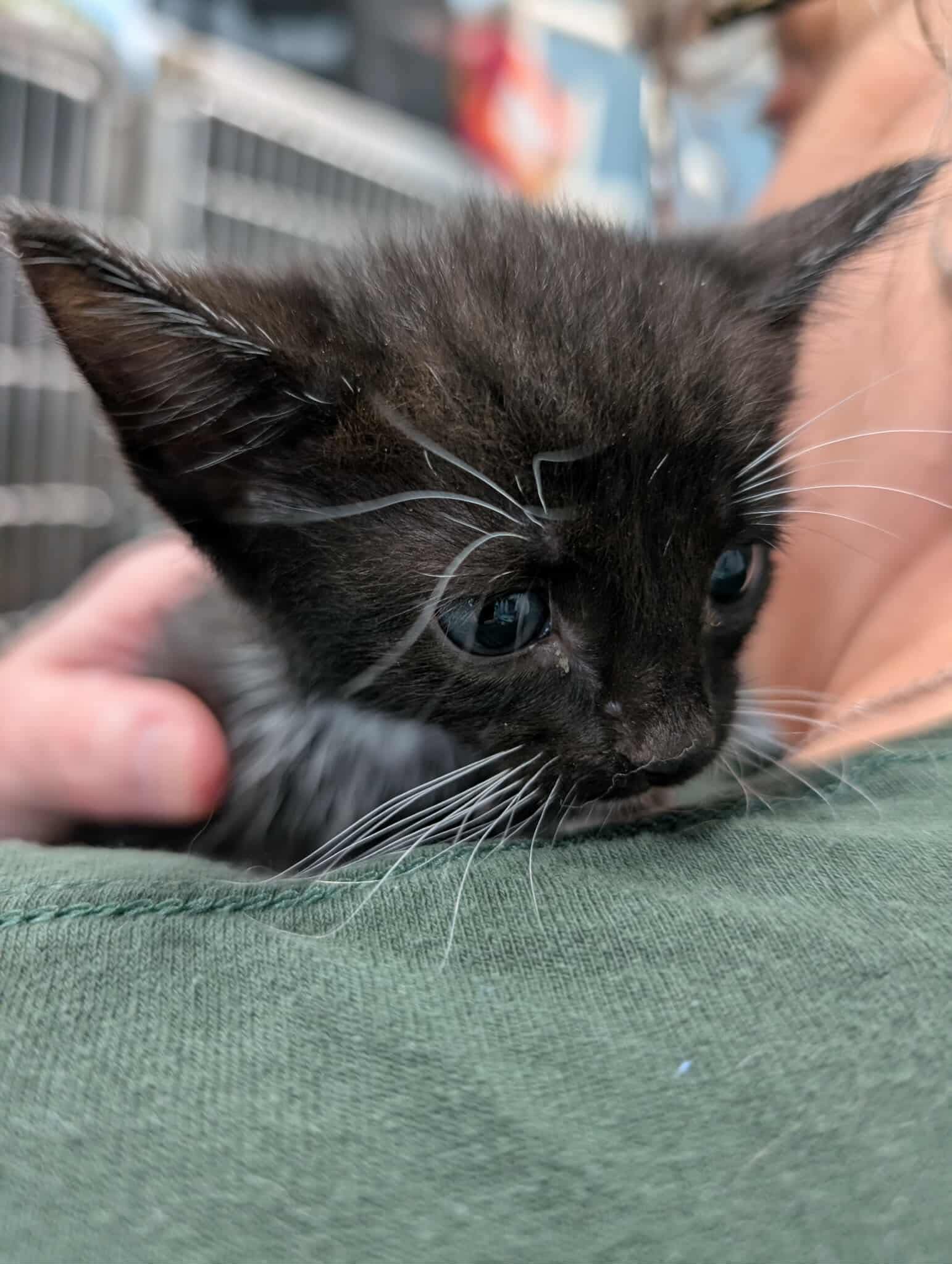 adoptable Cat in Rustburg, VA named Mars - At shelter