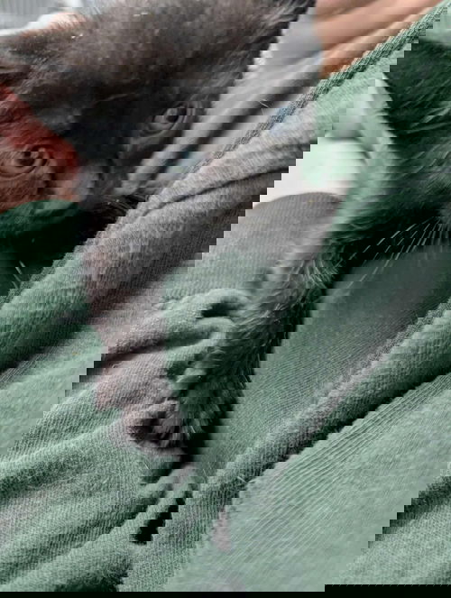 Pluto - At shelter