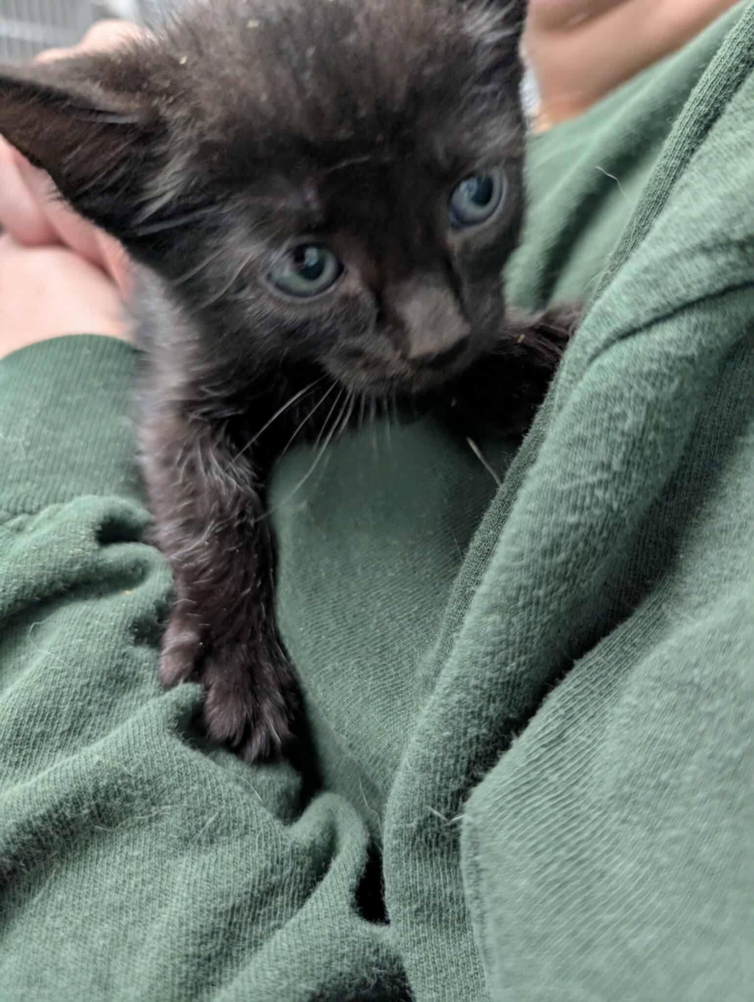 adoptable Cat in Rustburg, VA named Venus - Not at shelter (Kendra)