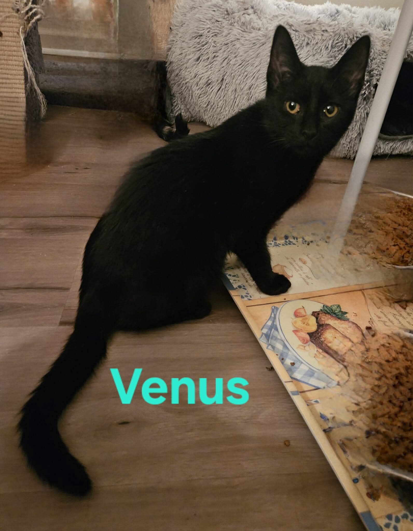 Venus: Not at shelter (Kendra) Image