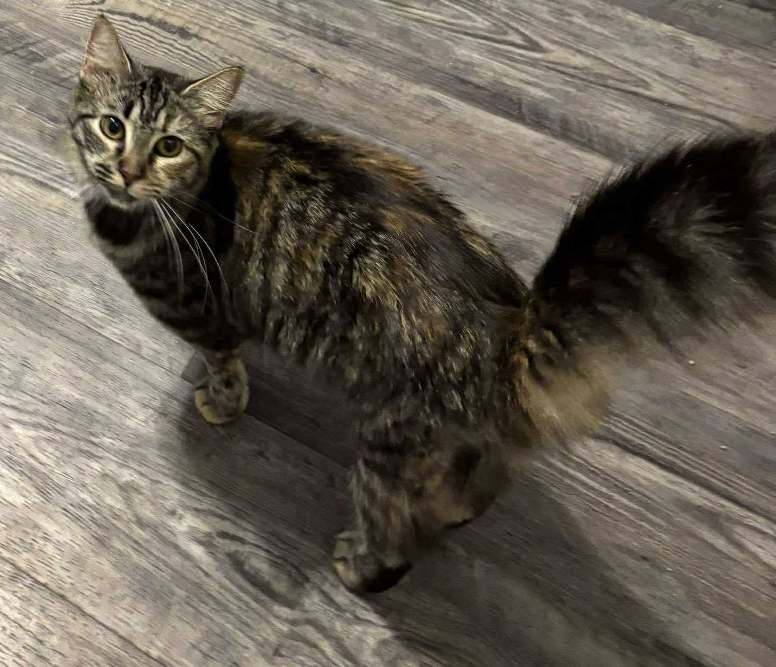 adoptable Cat in Rustburg, VA named Liberty - Not at shelter (Kristy)