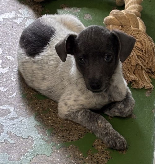 Kite: Not at the shelter (Pamela)