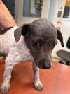 Kite: Not at the shelter (Pamela)
