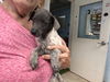 Kite: Not at the shelter (Pamela)