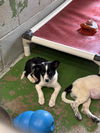 Hawk: Not at the shelter
