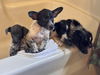 Kestral: Not at the shelter (Pamela)