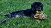adoptable Dog in , VA named Trout - At shelter  available 7/26