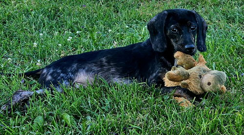 Trout - At shelter  available 7/26