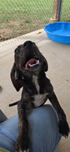 Trout - At shelter  available 7/26
