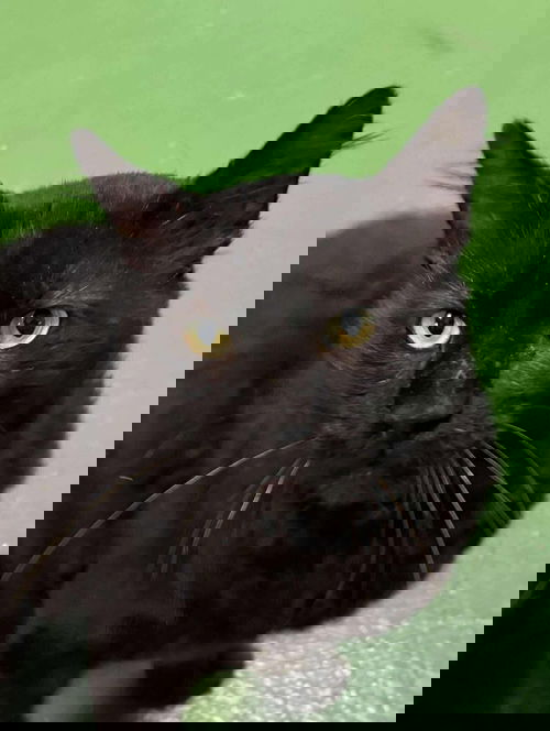Sheldon: At shelter