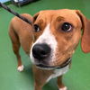 Bella - At shelter