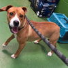 Bella - At shelter