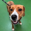 Bella - At shelter