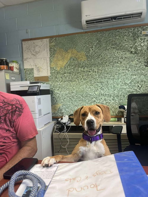 Bella - At shelter