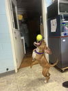 Bella - At shelter
