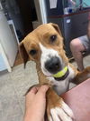 Bella - At shelter