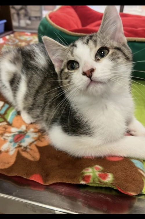 Tony Pizza - Visit At Petsmart Lynchburg