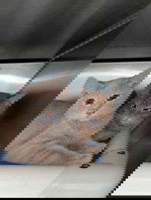 Toby - At shelter