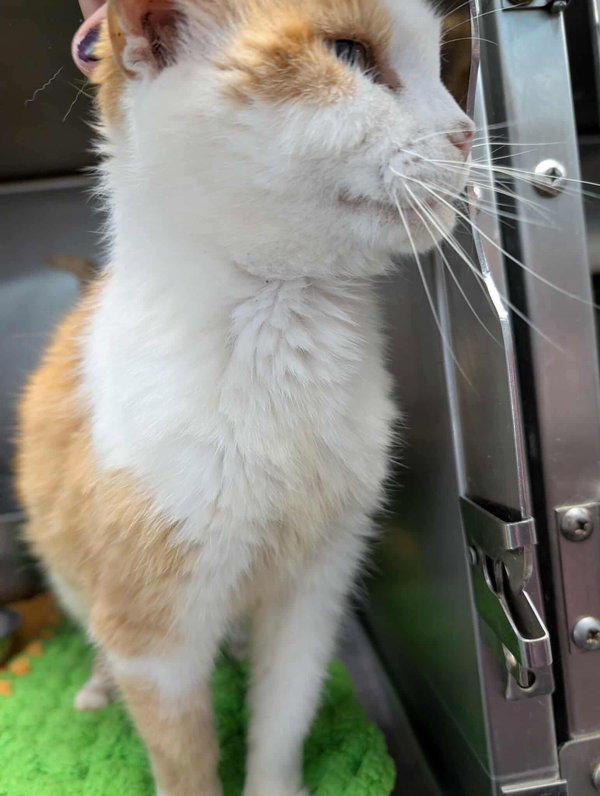 Cora: Not at shelter (Kelsey)