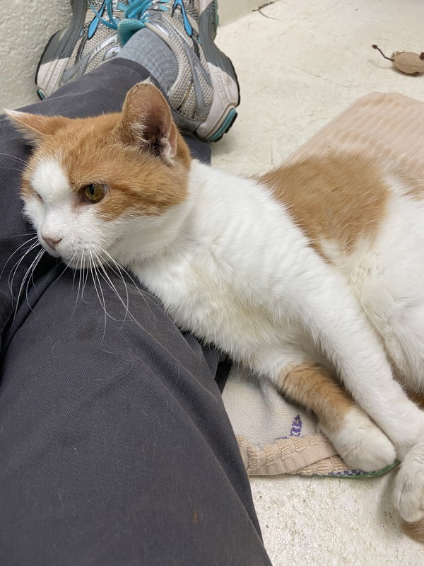 Cora: Not at shelter (Cindy)
