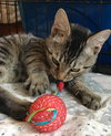 Leaf: Visit At Petsmart Lynchburg