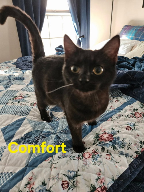Comfort: Not at shelter (Kendra)