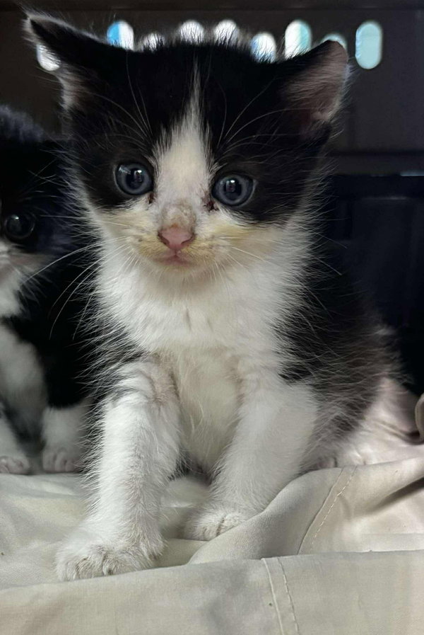 Bud: Not at shelter (Kendra)