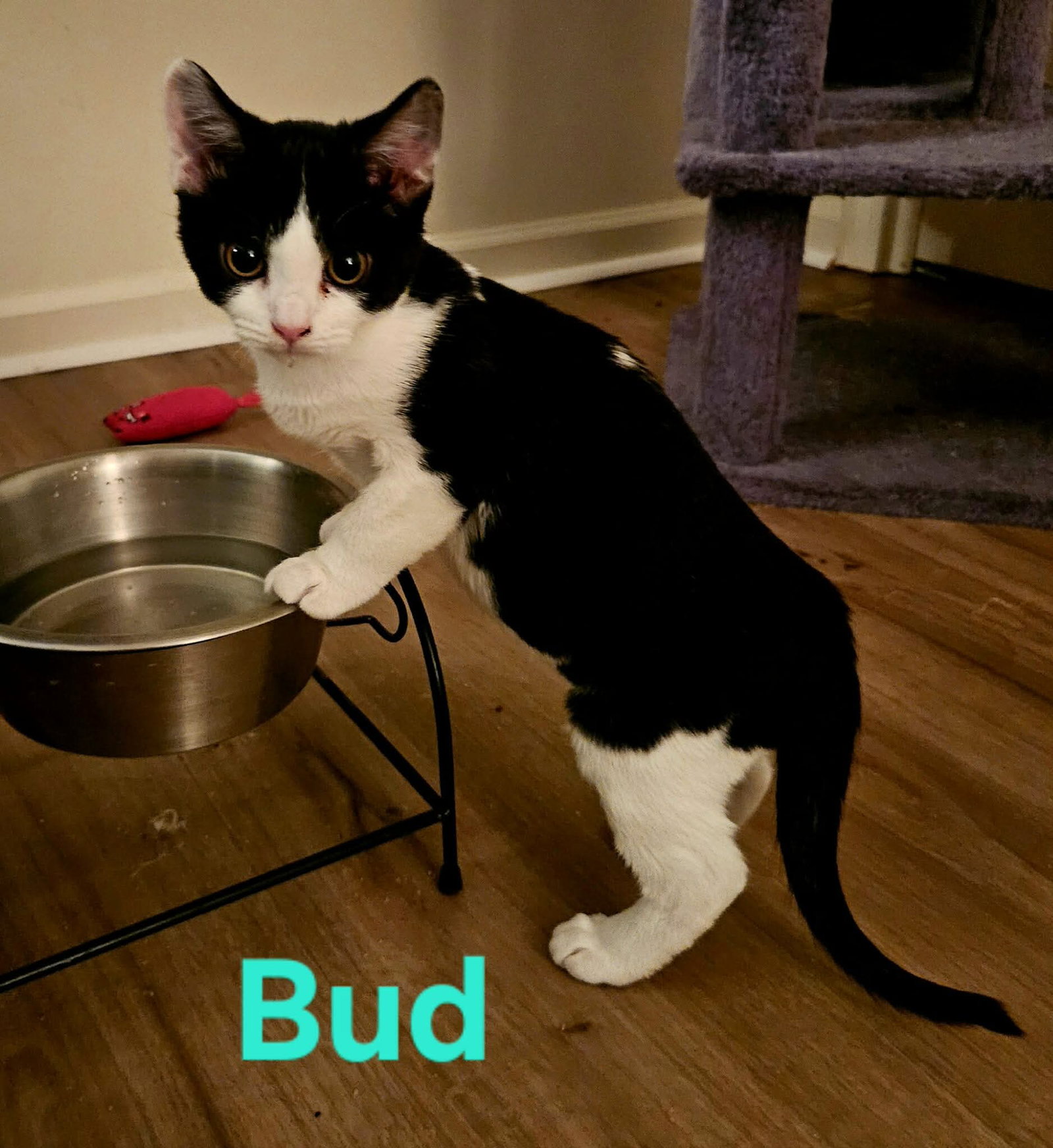 Bud: Not at shelter (Kendra)