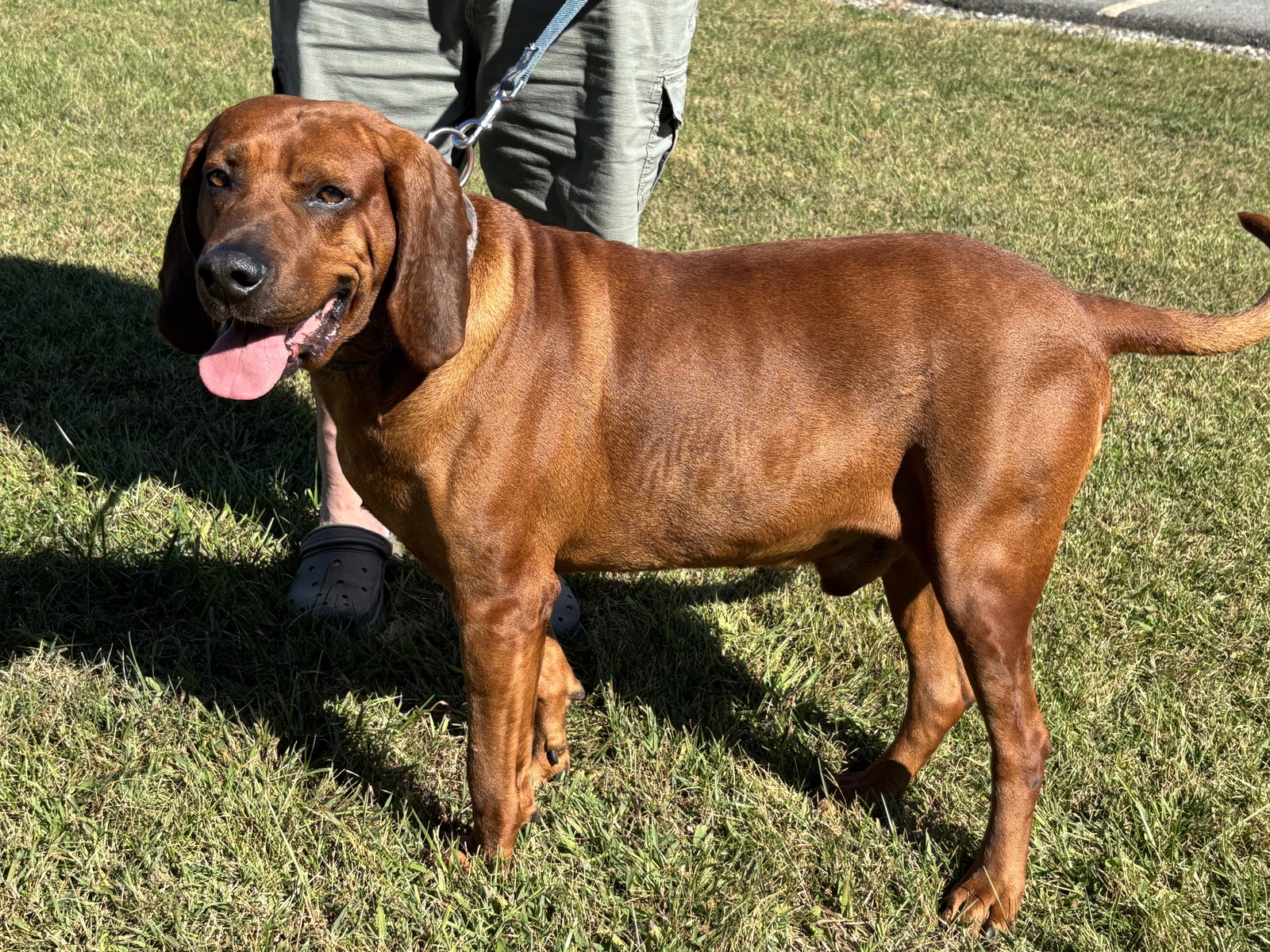 Bo: "My Home to Yours," not at the shelter